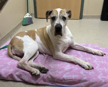 Great Dane and American Bulldog Dogs Available for Adoption in Clyde, North Carolina - SCARLETT | PetCurious