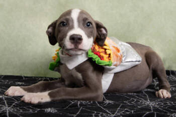 Rescue American Staffordshire Terrier and Mixed Breed Dogs for Adoption in Greenville, South Carolina - Carpenter | PetCurious