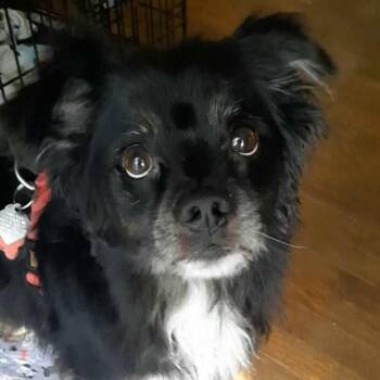 Australian Shepherd and Border Collie Dogs Available for Adoption in Olathe, Kansas - Toshie | PetCurious