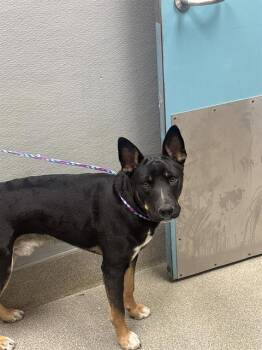 TOPO-CHICO -  German Shepherd Dog Dog for Adoption in Las Vegas, Nevada - TOPO-CHICO | PetCurious