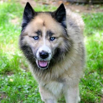 Cyrus -  Husky and Great Pyrenees Dog Available for Adoption in Versailles, Kentucky - Cyrus | PetCurious