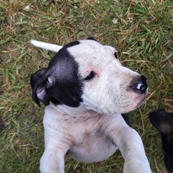 Jude -  Beagle and American Bulldog Dog for Adoption in Coos Bay, Oregon - Jude | PetCurious
