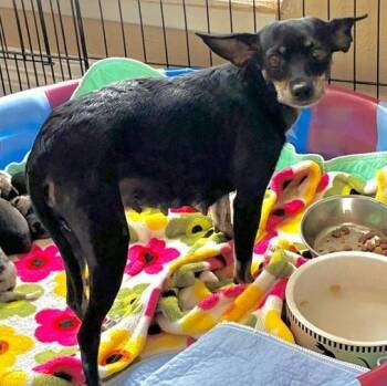 HOPE -  Miniature Pinscher and Chihuahua Dog for Adoption in Edgecliff Village, Texas - HOPE | PetCurious