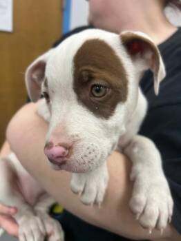 Terrier and Labrador Retriever Dogs Available for Adoption - Eartha Kitt | PetCurious