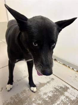 PACO -  Husky Dog for Adoption in Sugar Land, Texas - PACO | PetCurious