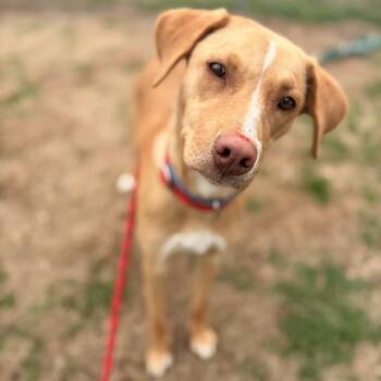 Retriever and Mixed Breed Dogs Available for Adoption - Sassy | PetCurious