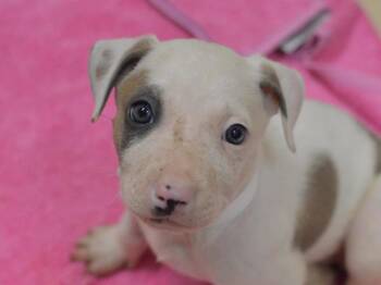 Mendocino -  Pit Bull Terrier and Mixed Breed Dog for Adoption in Portland, Oregon - Mendocino | PetCurious