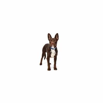 Mixed Breed Dogs Available for Adoption in Los Angeles, California - Coco | PetCurious