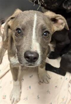 Peanut - URGENT -  Pit Bull Terrier Dog for Adoption in Thousand Oaks, California - Peanut - URGENT | PetCurious