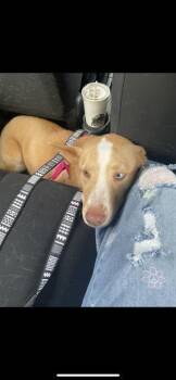 Rescue Husky Dogs for Adoption in San Antonio, Texas - ARTIC | PetCurious