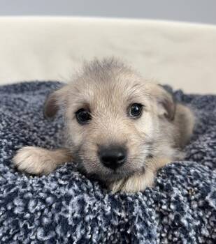 Pippin -  Terrier Dog for Adoption in Lawrenceville, Georgia - Pippin | PetCurious