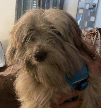 Piggie -  Shih Tzu Dog for Adoption in Grand Bay, Alabama - Piggie | PetCurious
