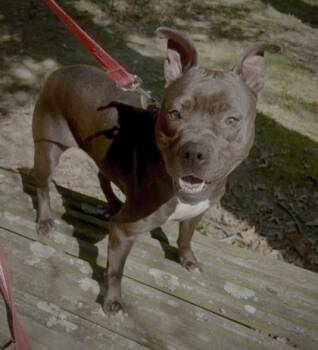 Rescue Pit Bull Terrier and Mixed Breed Dogs for Adoption in Batavia, Ohio - Buffy | PetCurious