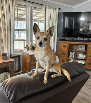 Chihuahua Dogs Available for Adoption in Mcloud, Oklahoma - Buster | PetCurious