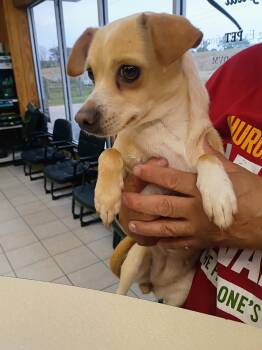 Chiweenie Dogs Available for Adoption in Garland, Texas - Cuca | PetCurious