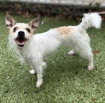 Chuckie -  Terrier Dog for Adoption in Alafaya, Florida - Chuckie | PetCurious