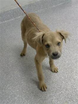 Chihuahua and Mixed Breed Dogs Available for Adoption - POPPY | PetCurious