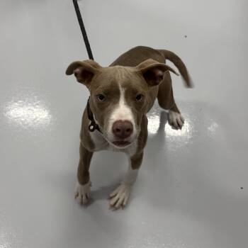 Butters -  Pit Bull Terrier Dog for Adoption in Bourbonnais, Illinois - Butters | PetCurious
