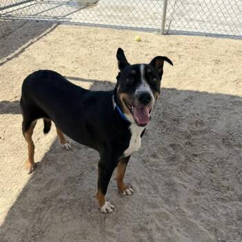 BUD -  Labrador Retriever and Mixed Breed Dog for Adoption in Thousand Palms, California - BUD | PetCurious