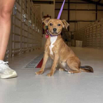 Pancake -  Terrier Dog for Adoption in Chicago, Illinois - Pancake | PetCurious