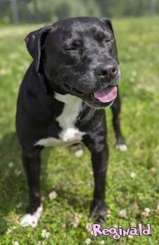 Reginald -  Labrador Retriever and Mixed Breed Dog for Adoption in Mason, Michigan - Reginald | PetCurious