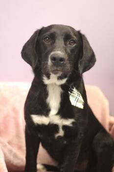Black Labrador Retriever Dogs Available for Adoption in Manchester, New Hampshire - Weaver In NH! Come Meet Our Adoptable Dogs Wednesday-Saturday. M | PetCurious