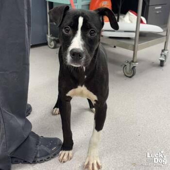 Raya -  Boxer and Labrador Retriever Dog Available for Adoption in Washington, District Of Columbia - Raya | PetCurious