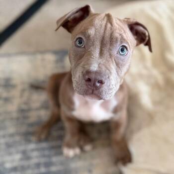Sapphire -  American Staffordshire Terrier Dog for Adoption in Sanford, North Carolina - Sapphire | PetCurious