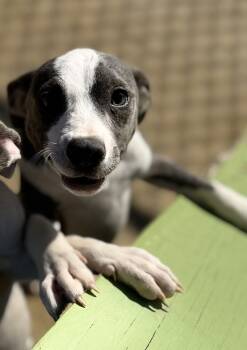 Rescue Terrier Dogs for Adoption in Corinth, Mississippi - Carl Lee 25D-276 | PetCurious