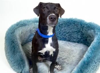 TEGO -  Labrador Retriever and Mixed Breed Dog for Adoption in Fort Lauderdale, Florida - TEGO | PetCurious