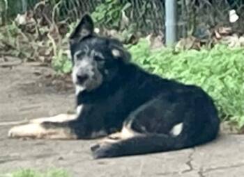 Irish Wolfhound and Mixed Breed Dogs Available for Adoption in Dallas, Texas - HUNTER | PetCurious