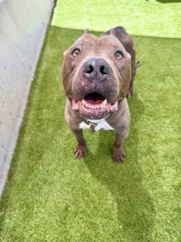 *Spock* -  Pit Bull Terrier Dog for Adoption in Salt Lake City, Utah - *Spock* | PetCurious
