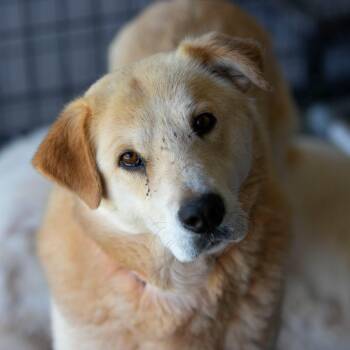 Daisy Lou (JN26-01) -  Great Pyrenees and Anatolian Shepherd Dog for Adoption in Peyton, Colorado - Daisy Lou (JN26-01) | PetCurious