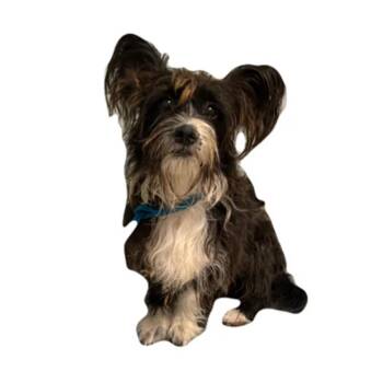 Winston -  Terrier Dog for Adoption in Red Bluff, California - Winston | PetCurious