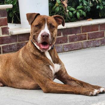 Chance JC -  Pit Bull Terrier Dog for Adoption in Austin, Texas - Chance JC | PetCurious