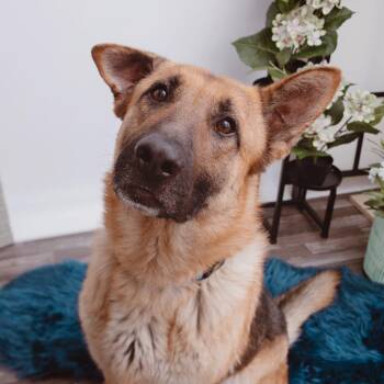 German Shepherd Dog Dogs Available for Adoption - Wilbur | PetCurious