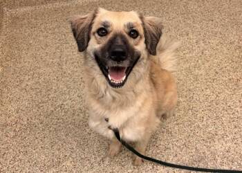 ROSIE -  Anatolian Shepherd and Australian Cattle Dog Blue Heeler Dog for Adoption in Colorado Springs, Colorado - ROSIE | PetCurious
