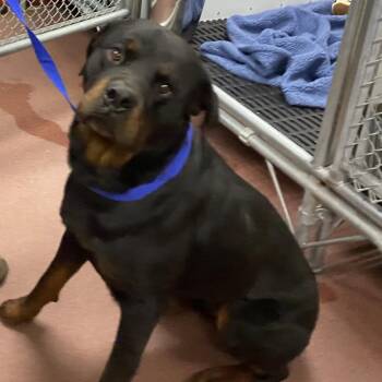 Bruno -  Rottweiler Dog for Adoption in Cheyenne, Wyoming - Bruno | PetCurious