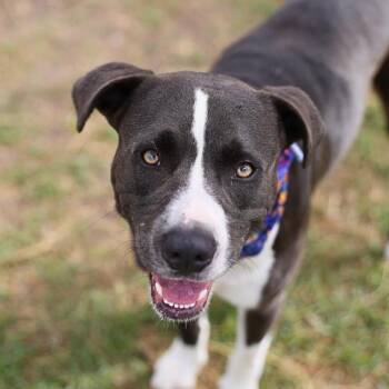BAILEY -  American Staffordshire Terrier Dog for Adoption in San Antonio, Texas - BAILEY | PetCurious