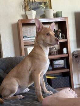 Rescue Chihuahua Dogs for Adoption in Mesa, Arizona - Lulu | PetCurious