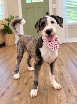 Lucy Lou Gorgeous Doodle Darling -  Old English Sheepdog and Poodle Dog for Adoption in Friendswood, Texas - Lucy Lou Gorgeous Doodle Darling | PetCurious