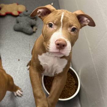 Ben -  Pit Bull Terrier and Boxer Dog for Adoption in Evansville, Indiana - Ben | PetCurious