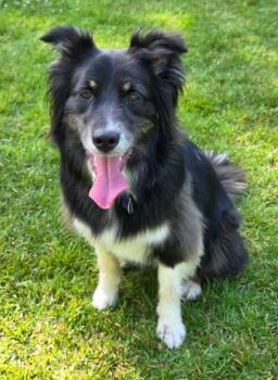 0831 Finn -  Australian Shepherd and Border Collie Dog for Adoption in Ringwood, Illinois - 0831 Finn | PetCurious