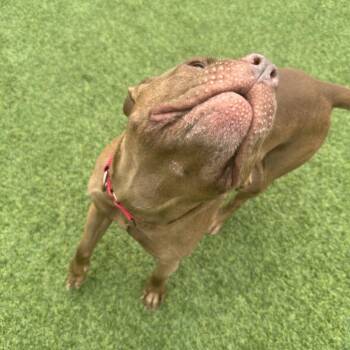Kayak -  Mixed Breed Dog for Adoption in Pittsburgh, Pennsylvania - Kayak | PetCurious