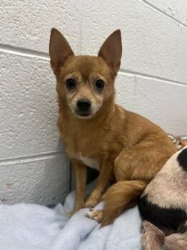 Rescue Chihuahua Dogs for Adoption in Philadelphia, Pennsylvania - Chappell Roan | PetCurious