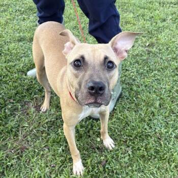 Arsene -  Pit Bull Terrier Dog for Adoption in Valdosta, Georgia - Arsene | PetCurious