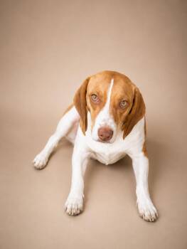 Daisy -  Beagle Dog for Adoption in Chuckey, Tennessee - Daisy | PetCurious