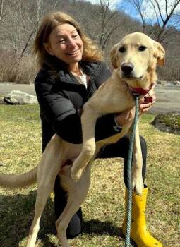 Golden Retriever and Labrador Retriever Dogs Available for Adoption - McGraw | PetCurious