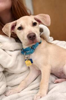 Shepherd and Labrador Retriever Dogs Available for Adoption in Princeton, Massachusetts - Brett B Baby - Local | PetCurious