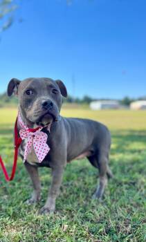 Rescue Pit Bull Terrier Dogs for Adoption in Saint Francisville, Louisiana - Maddie | PetCurious